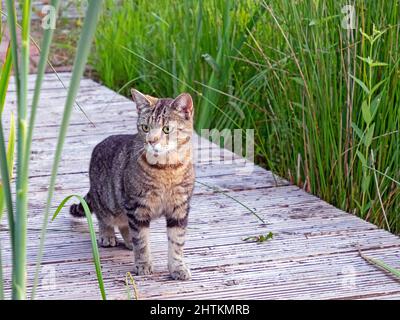 Un gatto tabby si aggancia su una passerella di legno nelle canne Foto Stock