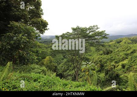 Una vasta distesa di foresta pluviale nella Riserva della Foresta di Lihue-Koloa a Kaaa'a, Kauai, Hawaii, USA Foto Stock