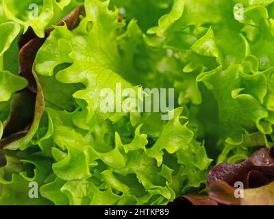 Prendi la lattuga in un primo piano Foto Stock