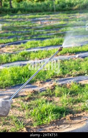 Mano che tiene spruzzando insetticida in piantagione, usando il giardino chimico di protezione da fungini batterici e peste Foto Stock