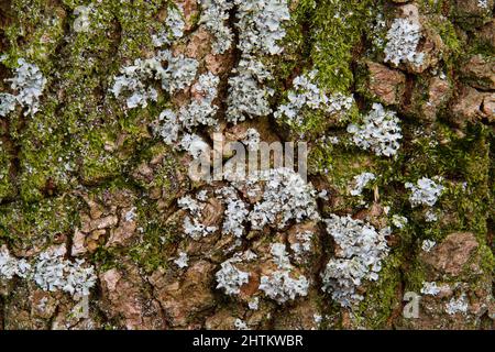 Scherma martellato lichen e muschio sulla corteccia di un albero di quercia Foto Stock