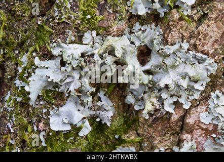 Scherma martellato lichen e muschio sulla corteccia di un albero di quercia Foto Stock