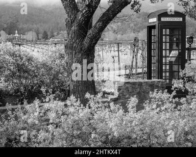 Un pittoresco vigneto con una vecchia scatola telefonica, Napa Valley, California Foto Stock