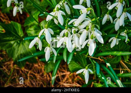 Snowdrops in fiore (Galanthus Amaryllidaceae) in giardino. Foto Stock