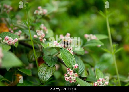 Bumblebee arroccato su un cotoneaster di Franchet sullo sfondo sfocato Foto Stock