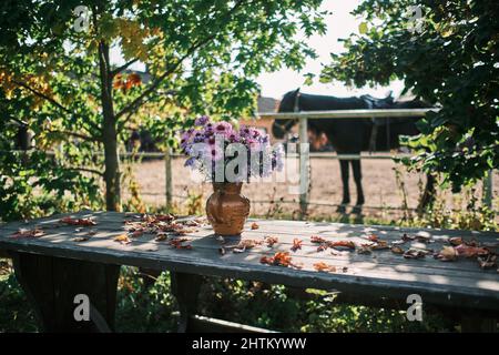 Bellissimi fiori in vaso in giardino con una forte luce solare e un cavallo sullo sfondo Foto Stock