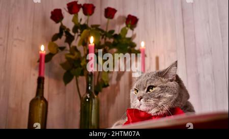 Romantico San Valentino a casa con un gatto, rose di fiori rossi, candele, vino. Gatto scozzese grigio diritto con arco rosso Foto Stock