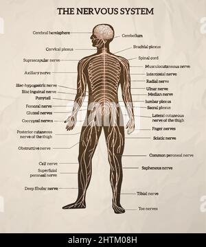 Corpo umano cervello centrale midollo spinale e sistema nervoso periferico diagramma medico retrorealistico grafico vettoriale illustrazione Illustrazione Vettoriale