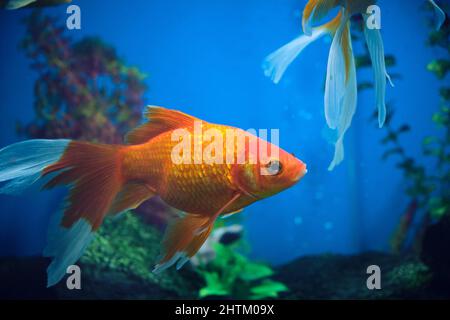 Pesce d'oro e albini in un acquario con sfondo blu Foto Stock