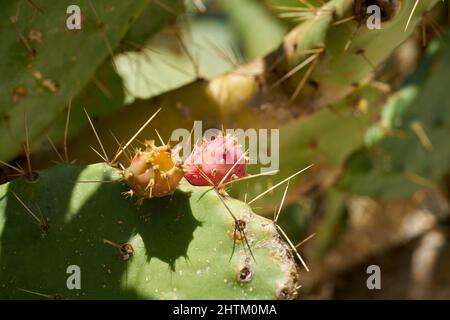 Frutti commestibili del Prickly pera Opuntia ficus-indica nel clima mediterraneo a Krk in Croazia Foto Stock