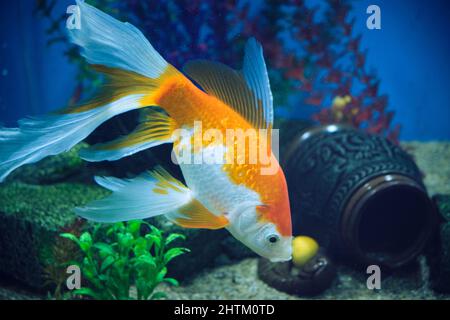 Pesce d'oro e albini in un acquario con sfondo blu Foto Stock