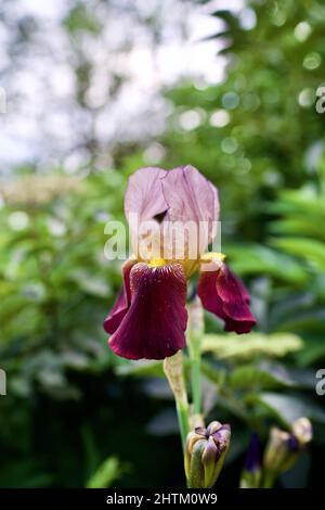 Primo piano di un giu fiore Iris in lavanda e toni di maroon in mezzo al verde lussureggiante Foto Stock