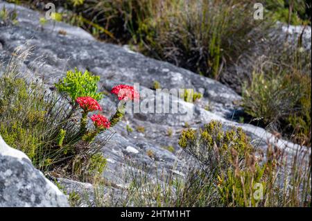 Fiore rosso su Table Mountain a Città del Capo Foto Stock