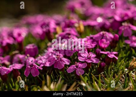 Saponaria ocimoides fiore in montagna, da vicino Foto Stock