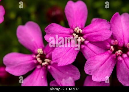 Saponaria ocimoides fiore in montagna, macro Foto Stock