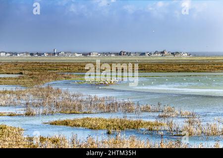 Hutte de chasse en baie de Somme pendant les grandes marées, le Crotoy, le Houredl, Saint Valery sur Somme Foto Stock