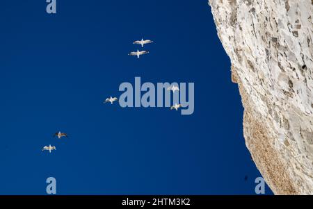 Un gregge di gabbiani vola sulla cima delle scogliere di gesso sulla costa meridionale dell'Inghilterra a Birling Gap vicino a Beachy Head nel Sussex orientale, Regno Unito. Foto Stock