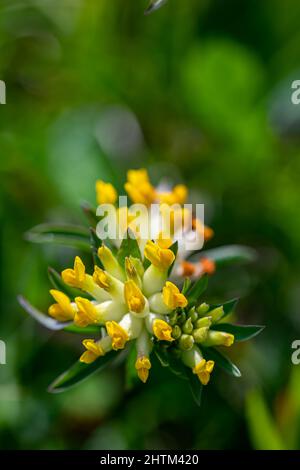 Antyllis vulnerabilità ssp. Alpestris fiore in montagna, macro Foto Stock