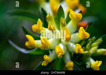 Antyllis Vulneraria ssp. Alpestris fiore che cresce in montagna Foto Stock