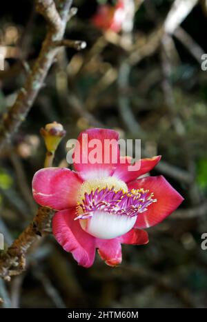 Palla di cannone fiore albero (Couroupita guianensis) Foto Stock