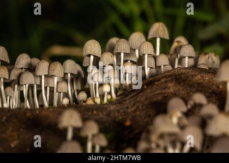 Funghi in tronchi in area boschiva Foto Stock