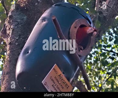 Scarlatto macaw negli alberi a Copan Ruins, Copan, Honduras Foto Stock