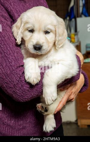 Sei settimane di platino, o Cream colorato Golden Retriever cucciolo. Foto Stock