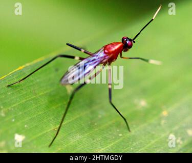 Macro immagine di un bruco colorato ed esotico nella giungla amazzonica all'interno del Parco Nazionale Madidi, Rurrenabaque in Bolivia. Foto Stock