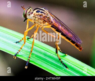 Macro immagine di una zanzara colorata ed esotica poggiata sulla lama d'erba nella giungla amazzonica all'interno del Parco Nazionale Madidi, Rurrenabaque in Bolivia. Foto Stock