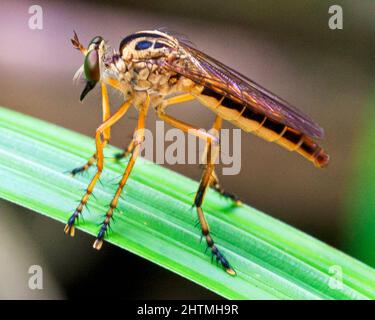 Macro immagine di una zanzara colorata ed esotica poggiata sulla lama d'erba nella giungla amazzonica all'interno del Parco Nazionale Madidi, Rurrenabaque in Bolivia. Foto Stock