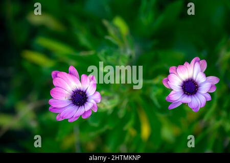 Osteosperma viola in inverno nel sud della Francia, da vicino Foto Stock