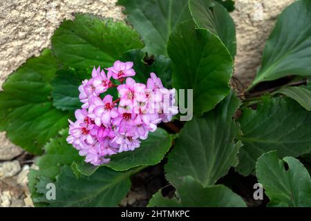 Groppa formante rosa Bergenia cordifolia in inverno nel sud della Francia, da vicino Foto Stock