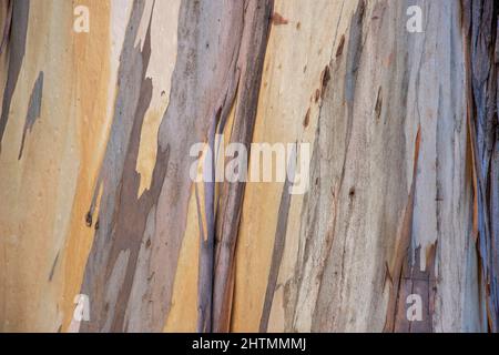 L'area naturale di Grinnell, vicino all'edificio Life Sciences del campus della University of California Berkeley, ospita un boschetto di Tasmanian Blue Gum Eucalip Foto Stock