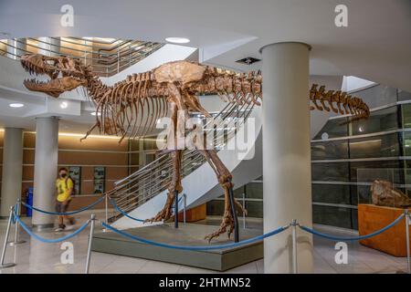 C'è un cast di un T-Rex nel campus della University of California Berkeley. Lo scheletro è completo al 90% circa. Foto Stock