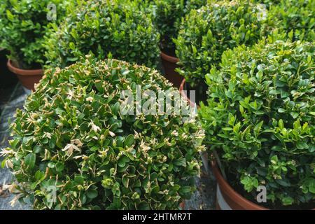 Giovane buxus sempervirens deco palla in giardino vivaio centro. Scatola Ornametal pianta o legno di bosso in vasi di fiori. Primavera. Primo piano, messa a fuoco selettiva Foto Stock