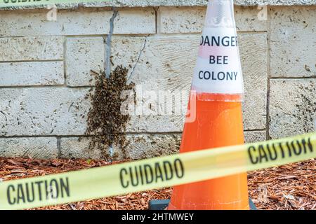 Nastro di attenzione e cono arancione di fronte alla colonia di api da miele occidentali (Apis mellifera) - Hollywood, Florida, USA Foto Stock