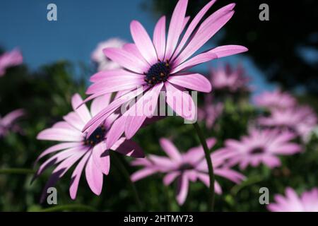 PRIMO PIANO DI OSTEOSPERMUM BARBERAE (AFRICAN DAISY, CAPE DAISY O FREEWAY DAISY) Foto Stock