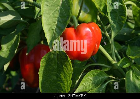 CAPSICUM ROSSO CHE CRESCE SU CESPUGLIO Foto Stock