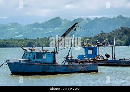 Pellicani su barche da pesca nel porto, Livingston, Guatemala Foto Stock