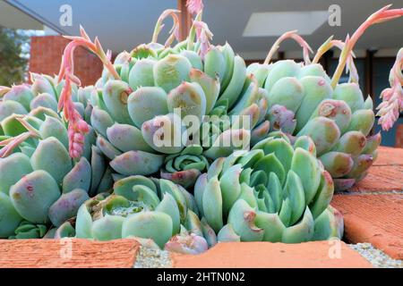 Primo piano di una pianta succulenta di Echeveria fiorita in un giardino; fusto curvo di fiori che si alza e si alza verso il basso; foglie stressate e danneggiate. Foto Stock