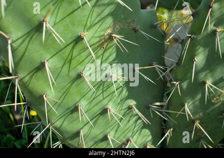 Sfondo Cactus. Natura e flora Foto Stock