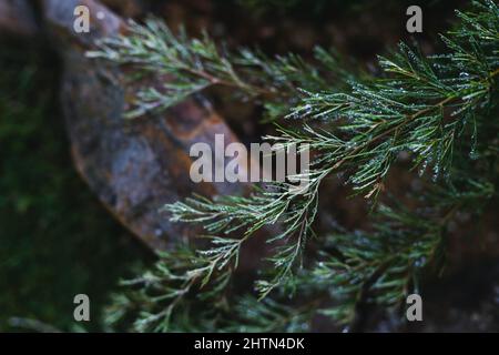 Primo piano della pianta nativa Australina grevillea all'aperto in cortile girato a profondità di campo poco profonda con toni modici Foto Stock