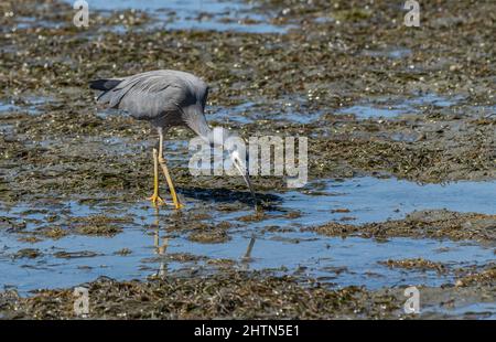 Caccia di airone bianco affrontato in shallows Foto Stock