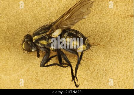 Vista laterale super macro di Striped Dung Fly (Oxysarcodexia varia), Australia Foto Stock