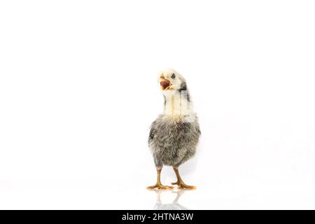 Argento Sebright bantam gallina isolato su bianco. Foto Stock