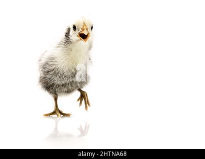 Argento Sebright bantam gallina isolato su bianco. Foto Stock