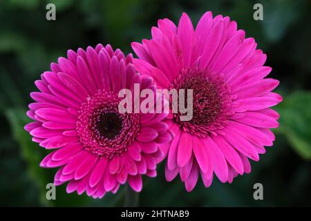 Gerbera, fiore con significato simbolico di felicità e amore Foto Stock