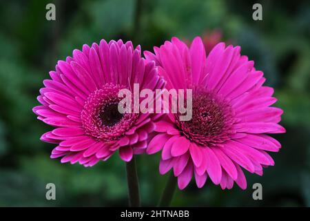 Gerbera, fiore con significato simbolico di felicità e amore Foto Stock