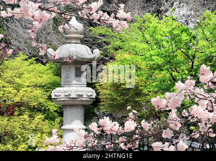 Lanterna di pietra e alberi sakura in fiore in giardino vicino al tempio di Hasedera (Hase-dera), Kamakura, Giappone. Festival giapponese di hanami quando la gente gode sak Foto Stock