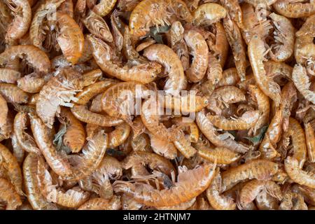 Gammarus animale domestico e pesce cibo di fondo texture. Gamberetti d'acqua dolce pesce secco e tartaruga modello alimentare. Pesce e tartaruga alimentare Foto Stock